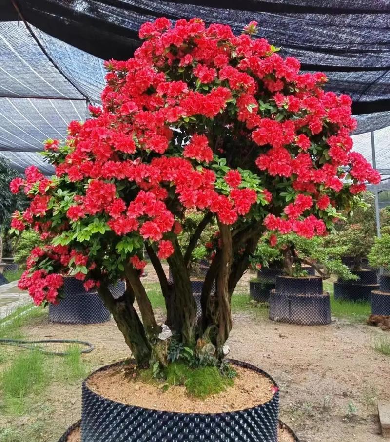 杜鹃盆景的养殖方法和注意事项，杜鹃盆栽图片？