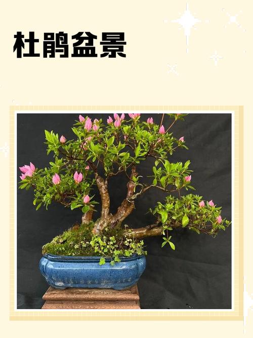 杜鹃盆景的养殖方法和注意事项，杜鹃盆栽图片？-第2张图片-优品飞百科