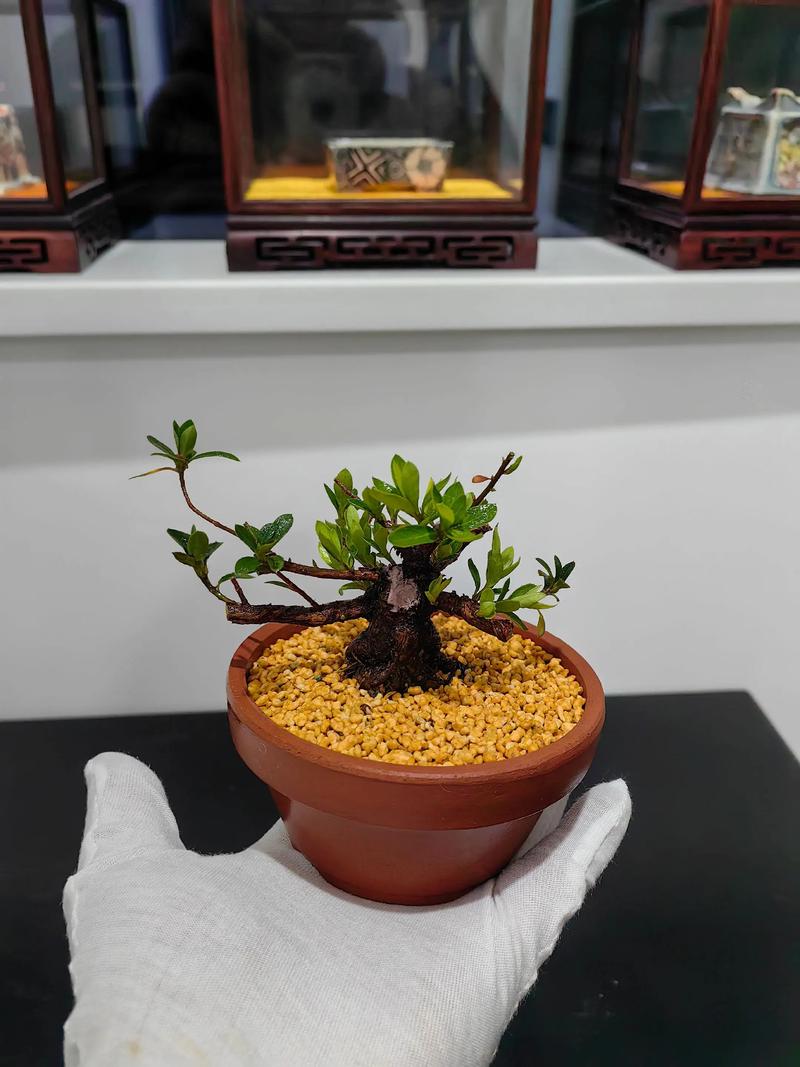 杜鹃盆景的养殖方法和注意事项，杜鹃盆栽图片？-第3张图片-优品飞百科