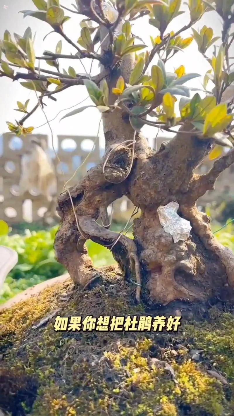 杜鹃盆景的养殖方法和注意事项，杜鹃盆栽图片？-第4张图片-优品飞百科