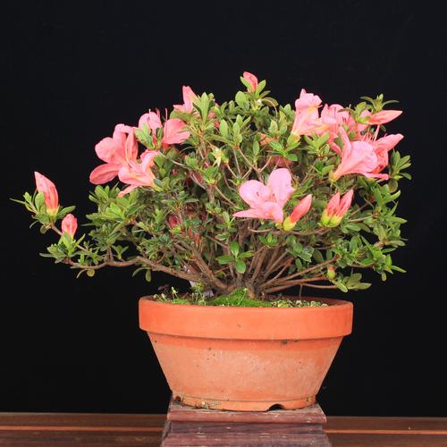 杜鹃盆景的养殖方法和注意事项，杜鹃盆栽图片？-第5张图片-优品飞百科