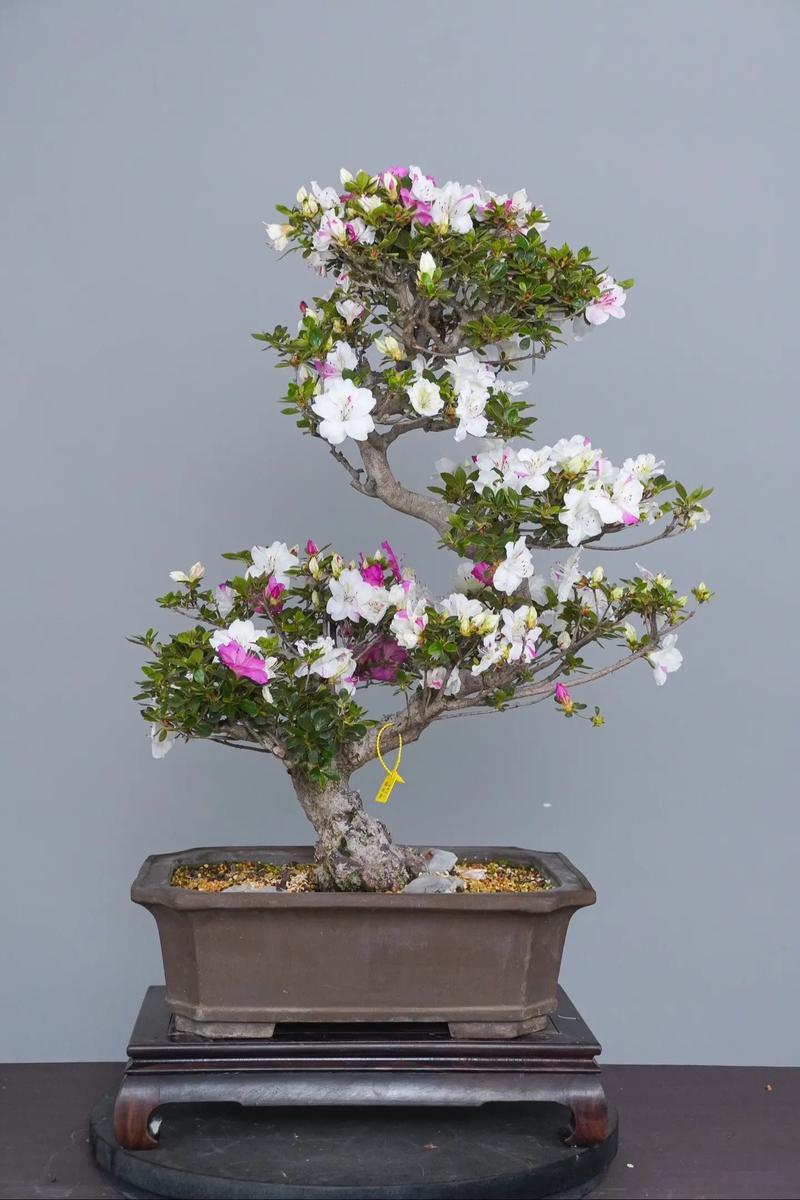 杜鹃盆景的养殖方法和注意事项，杜鹃盆栽图片？-第6张图片-优品飞百科