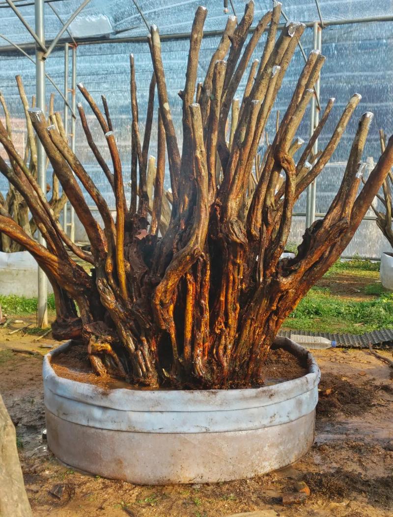 杜鹃盆景的养殖方法和注意事项，杜鹃盆栽图片？-第7张图片-优品飞百科