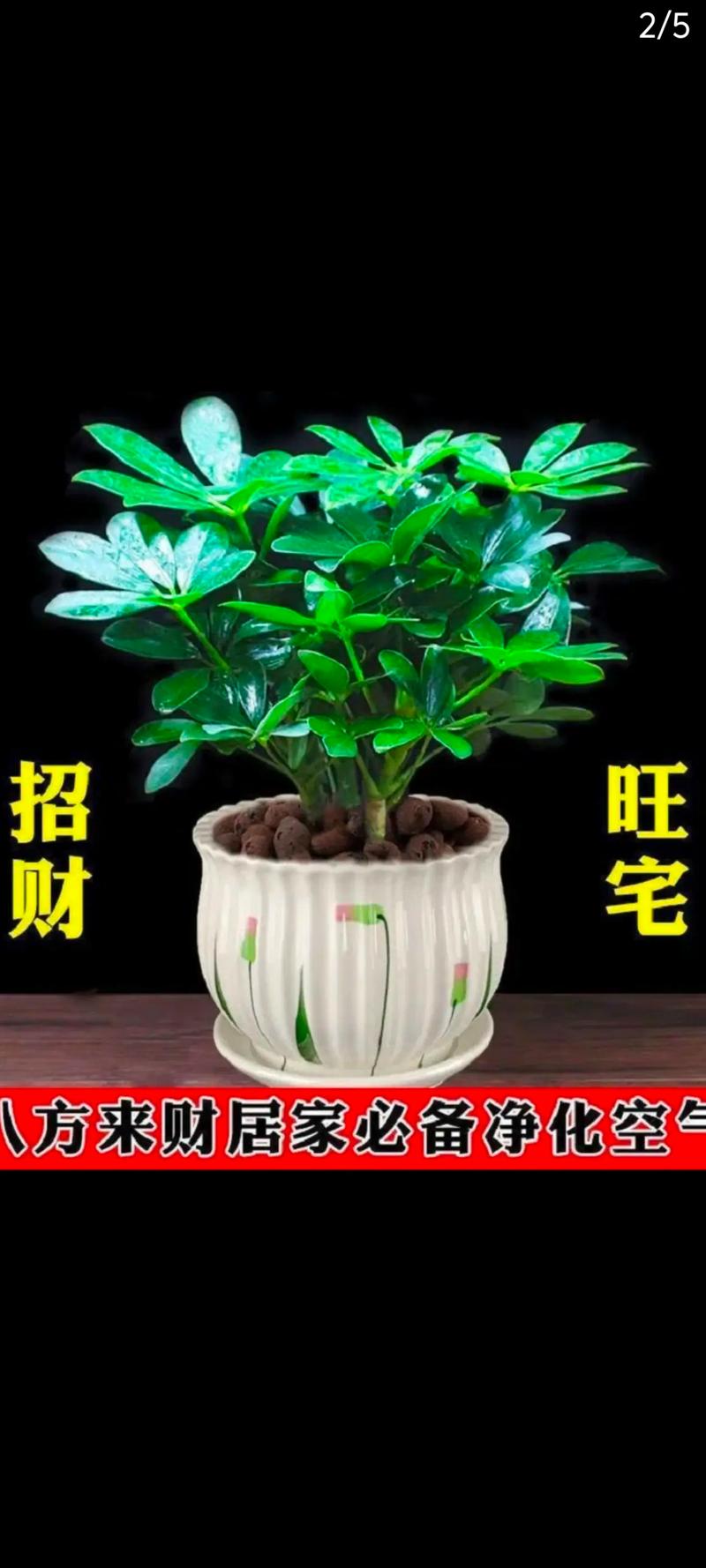 旺宅旺财风水花卉千万不要错过，旺宅花卉有哪些？-第1张图片-优品飞百科