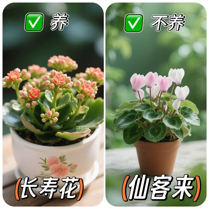 旺宅旺财风水花卉千万不要错过，旺宅花卉有哪些？-第2张图片-优品飞百科