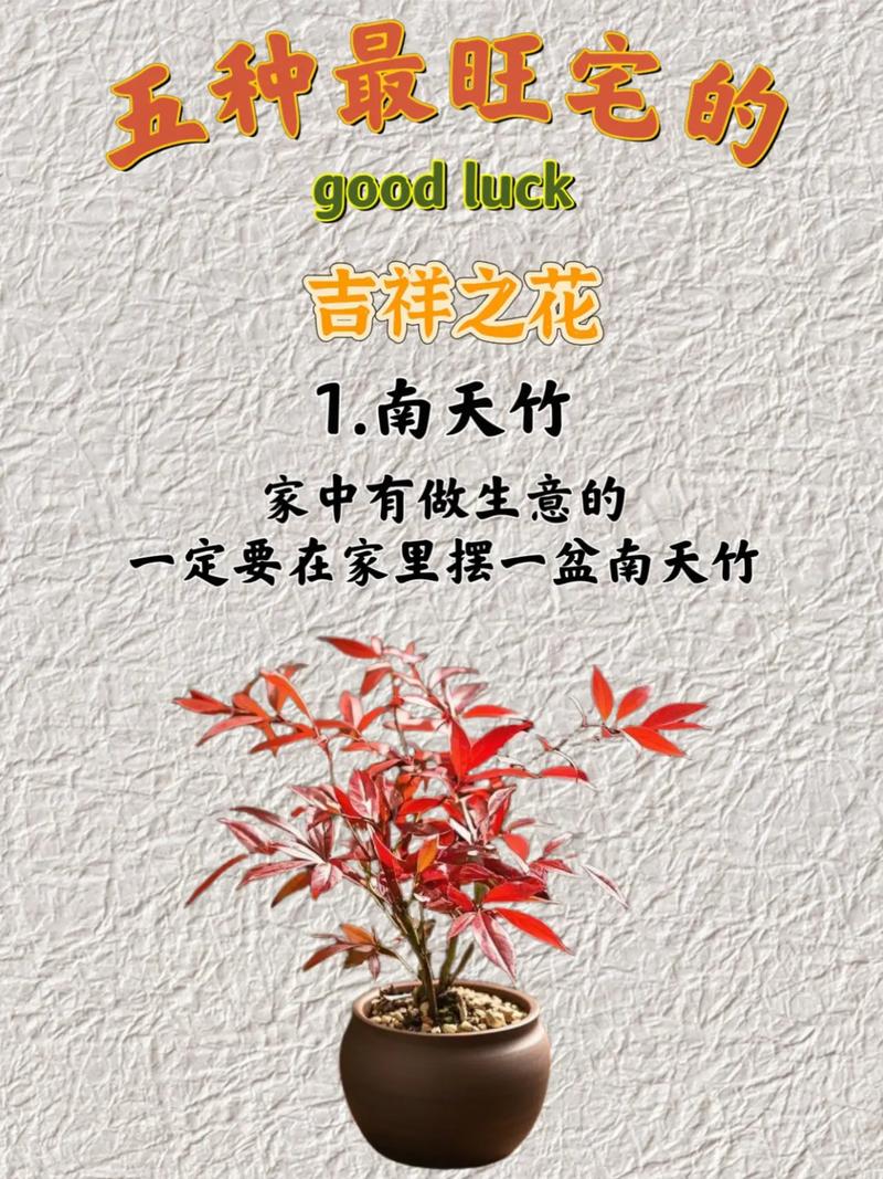 旺宅旺财风水花卉千万不要错过，旺宅花卉有哪些？-第3张图片-优品飞百科