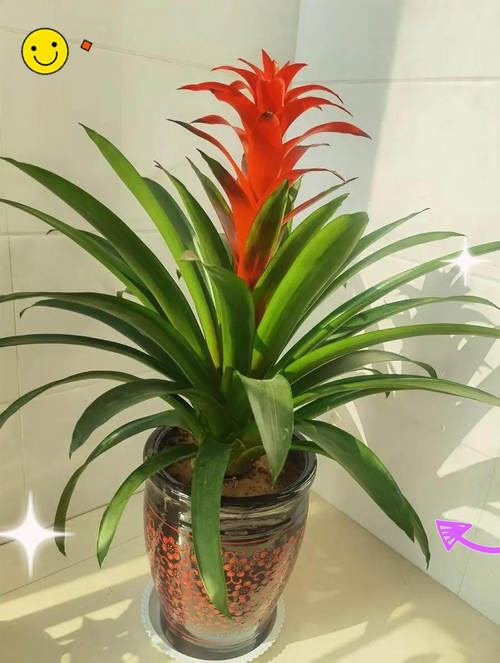 旺宅旺财风水花卉千万不要错过，旺宅花卉有哪些？-第4张图片-优品飞百科