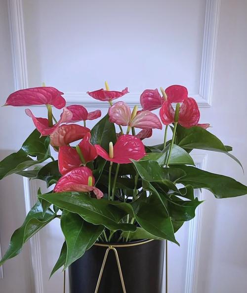 旺宅旺财风水花卉千万不要错过，旺宅花卉有哪些？-第5张图片-优品飞百科