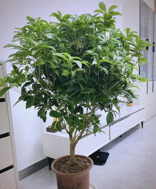 旺宅旺财风水花卉千万不要错过，旺宅花卉有哪些？-第6张图片-优品飞百科