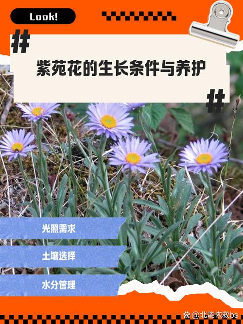 紫菀的养殖方法，紫菀花的养殖要点及注意事项？