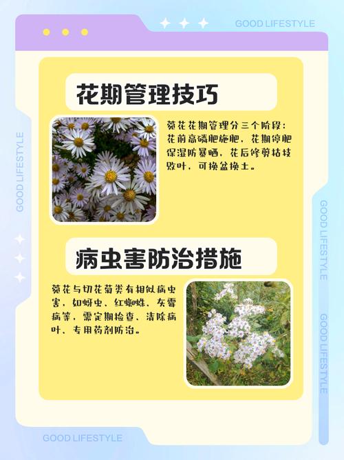 紫菀的养殖方法，紫菀花的养殖要点及注意事项？-第2张图片-优品飞百科