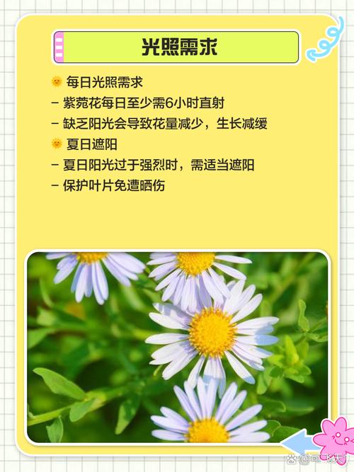 紫菀的养殖方法，紫菀花的养殖要点及注意事项？-第3张图片-优品飞百科