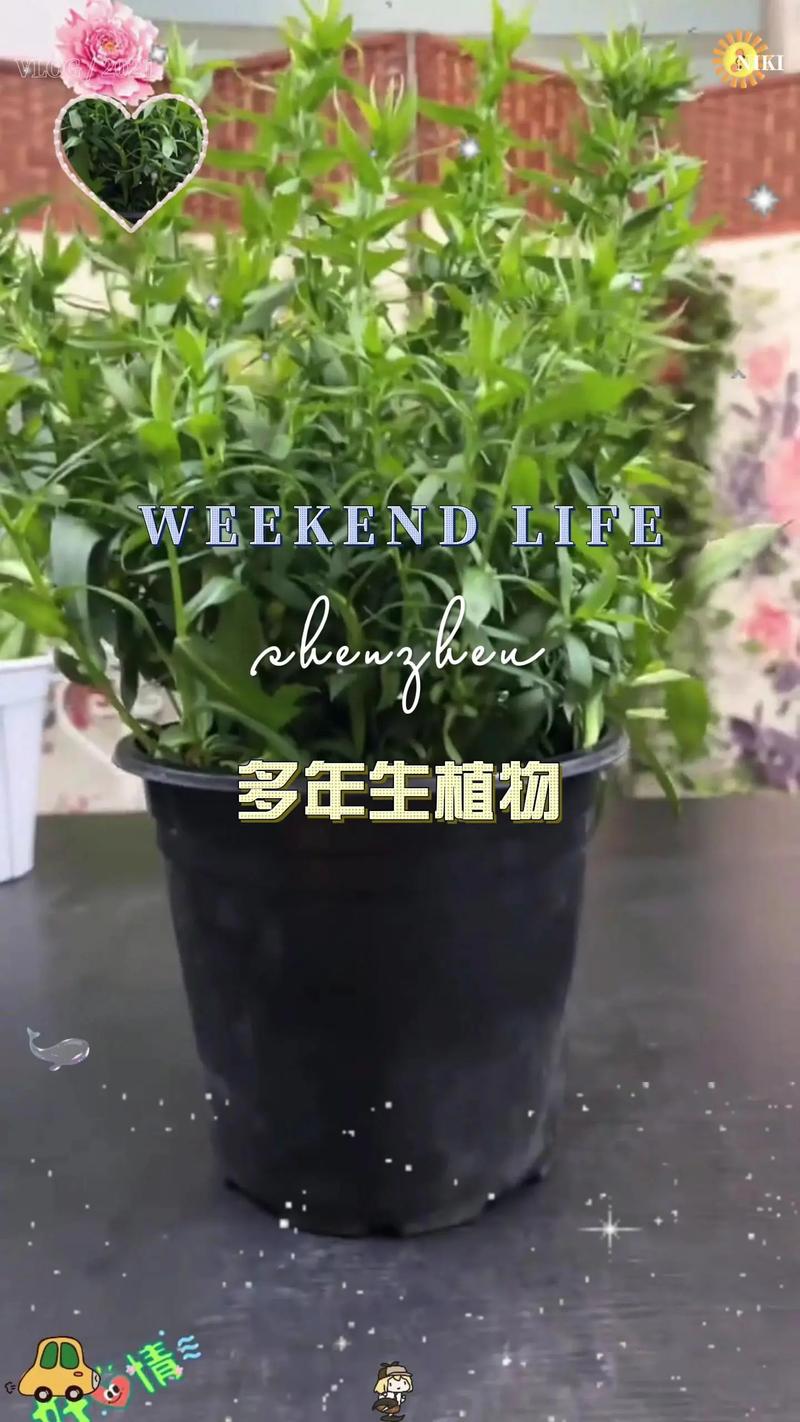 紫菀的养殖方法，紫菀花的养殖要点及注意事项？-第4张图片-优品飞百科
