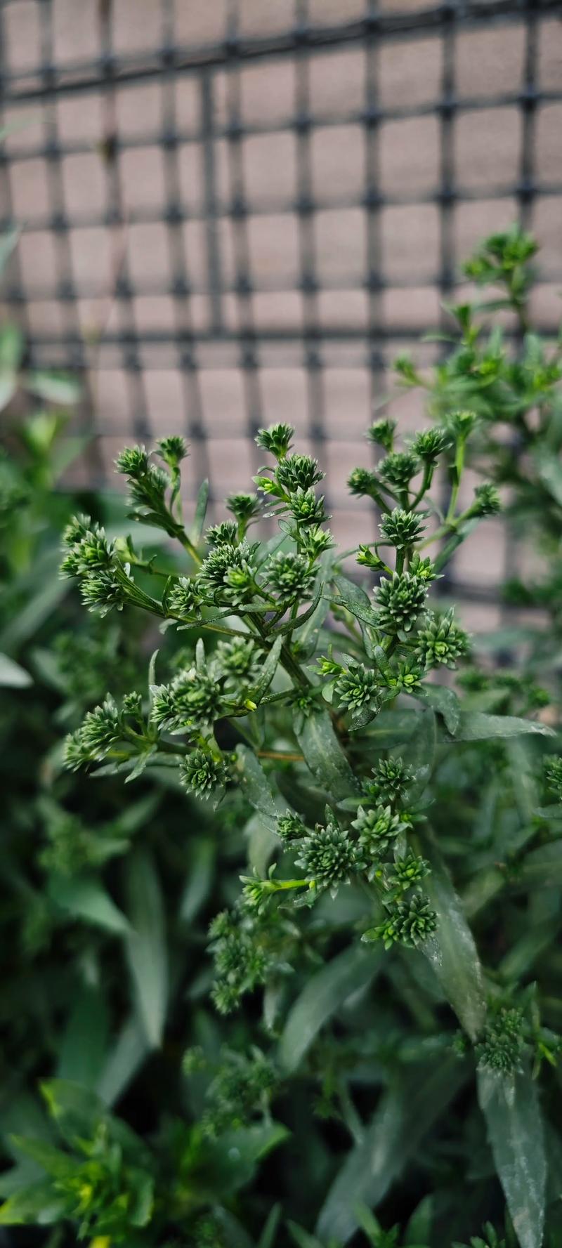 紫菀的养殖方法，紫菀花的养殖要点及注意事项？-第5张图片-优品飞百科