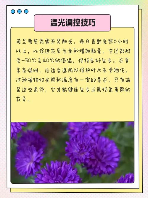 紫菀的养殖方法，紫菀花的养殖要点及注意事项？-第6张图片-优品飞百科