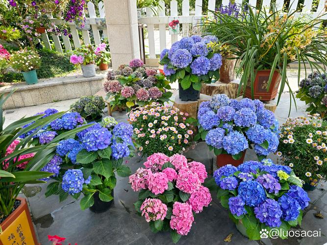 阿克苏适合养什么花,市花和市树是什么,阿克苏花卉基地?-第1张图片-优品飞百科 阿克苏适合养什么花,市花和市树是什么,阿克苏花卉基地?-第1张图片-优品飞百科