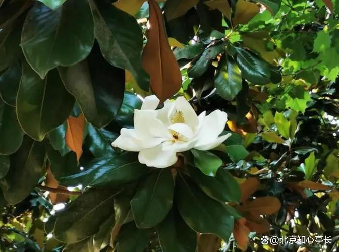 阿克苏适合养什么花,市花和市树是什么,阿克苏花卉基地?-第3张图片-优品飞百科 阿克苏适合养什么花,市花和市树是什么,阿克苏花卉基地?-第3张图片-优品飞百科