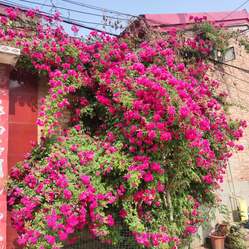 阿克苏适合养什么花,市花和市树是什么,阿克苏花卉基地?-第5张图片-优品飞百科 阿克苏适合养什么花,市花和市树是什么,阿克苏花卉基地?-第5张图片-优品飞百科