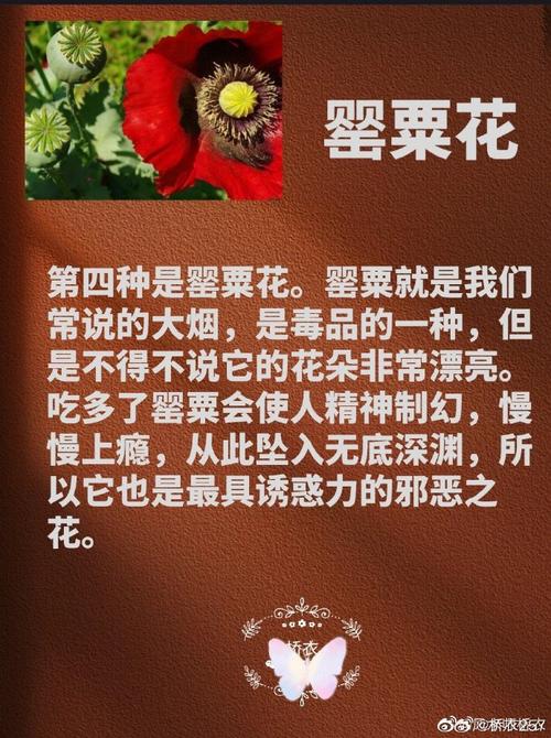 冥界四花?冥界四花图片?-第2张图片-优品飞百科 冥界四花?冥界四花图片?-第2张图片-优品飞百科
