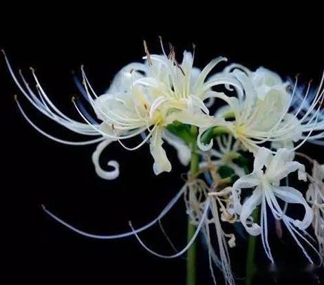 冥界四花?冥界四花图片?-第3张图片-优品飞百科 冥界四花?冥界四花图片?-第3张图片-优品飞百科