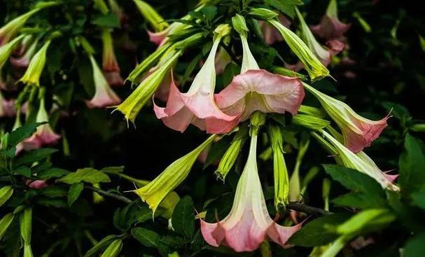 冥界四花?冥界四花图片?-第4张图片-优品飞百科 冥界四花?冥界四花图片?-第4张图片-优品飞百科