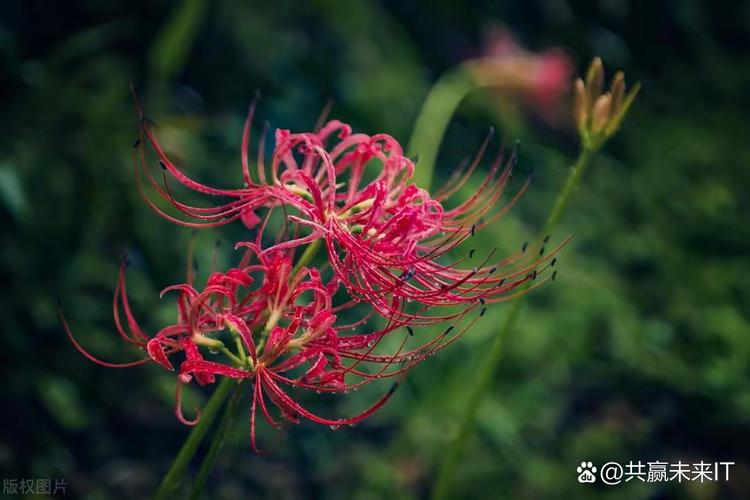 冥界四花?冥界四花图片?-第5张图片-优品飞百科 冥界四花?冥界四花图片?-第5张图片-优品飞百科