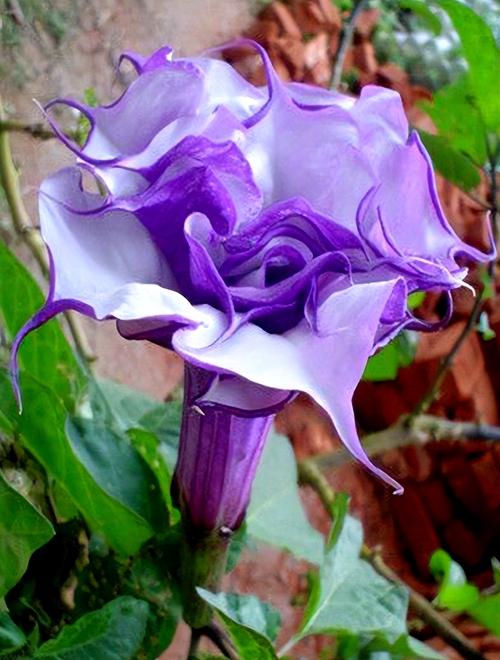 冥界四花?冥界四花图片?-第6张图片-优品飞百科 冥界四花?冥界四花图片?-第6张图片-优品飞百科