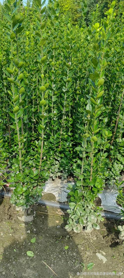 绿篱是什么？有什么作用，绿篱是什么?有什么作用和功效-第1张图片-优品飞百科