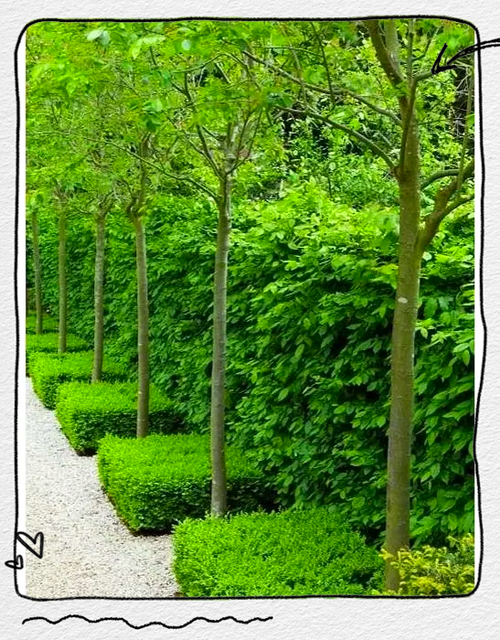 绿篱是什么？有什么作用，绿篱是什么?有什么作用和功效-第2张图片-优品飞百科