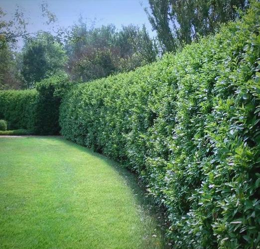 绿篱是什么？有什么作用，绿篱是什么?有什么作用和功效-第3张图片-优品飞百科