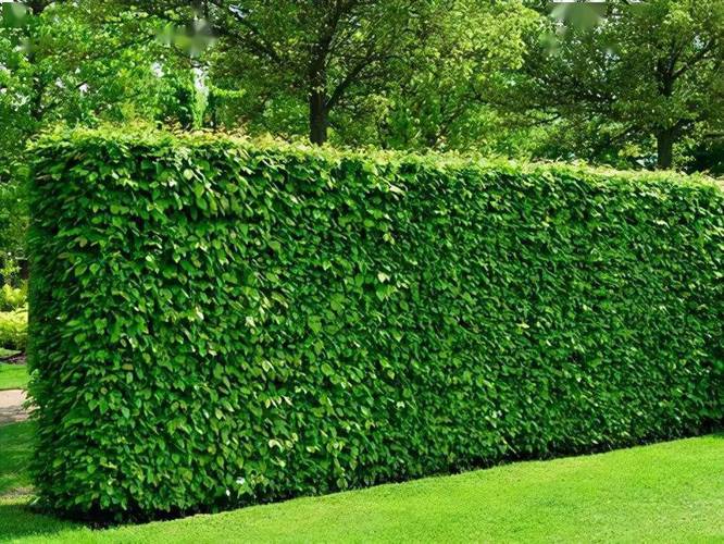 绿篱是什么？有什么作用，绿篱是什么?有什么作用和功效-第4张图片-优品飞百科
