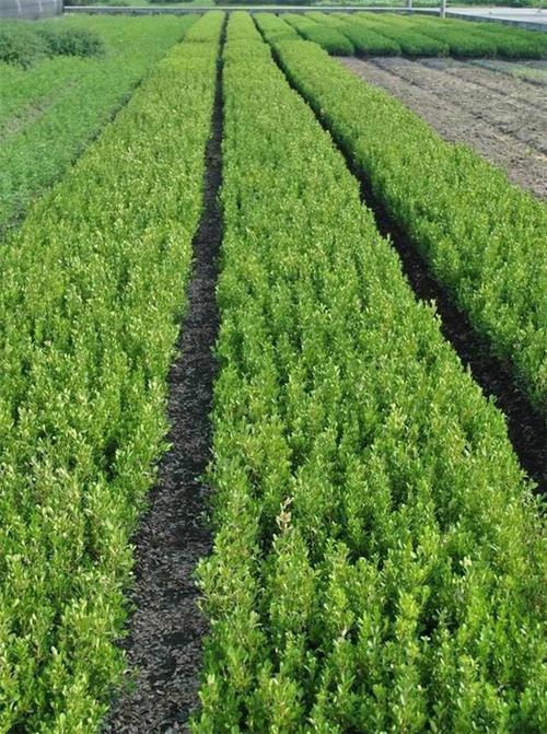 绿篱是什么？有什么作用，绿篱是什么?有什么作用和功效-第5张图片-优品飞百科