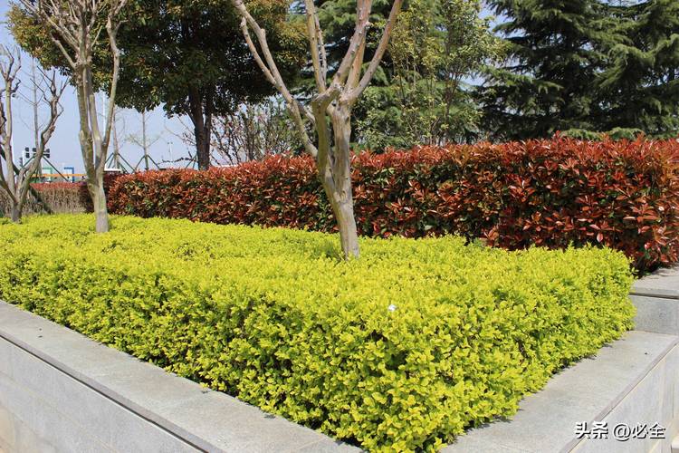 绿篱是什么？有什么作用，绿篱是什么?有什么作用和功效-第6张图片-优品飞百科