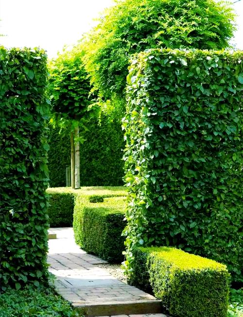 绿篱是什么？有什么作用，绿篱是什么?有什么作用和功效-第7张图片-优品飞百科