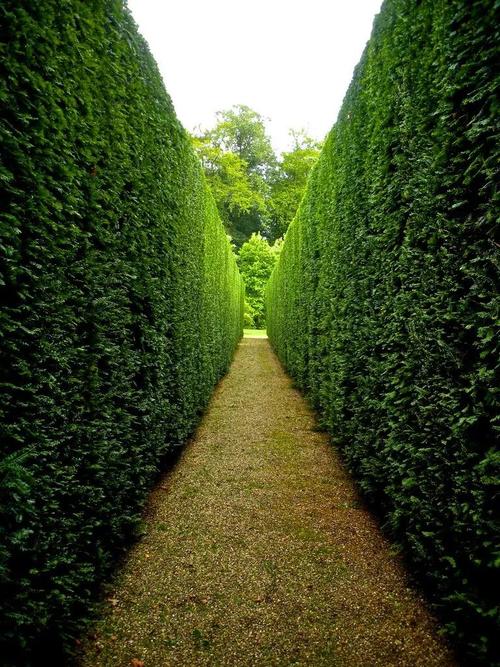 绿篱是什么？有什么作用，绿篱是什么?有什么作用和功效-第8张图片-优品飞百科