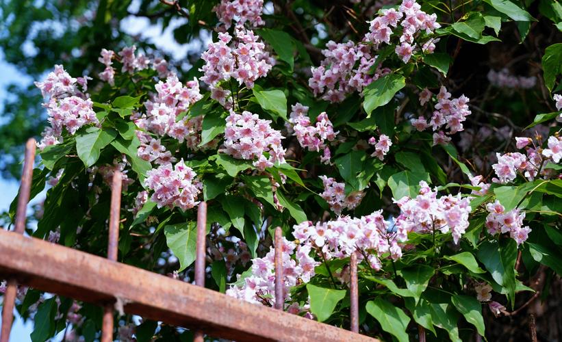 宜春适合养什么花，市花和市树是什么，宜春适合种植什么果树？-第2张图片-优品飞百科