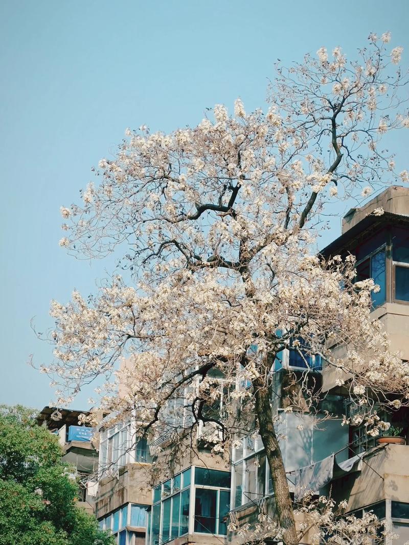 宜春适合养什么花，市花和市树是什么，宜春适合种植什么果树？-第3张图片-优品飞百科