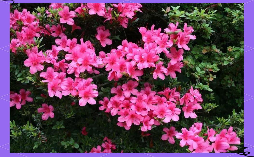 宜春适合养什么花，市花和市树是什么，宜春适合种植什么果树？-第5张图片-优品飞百科