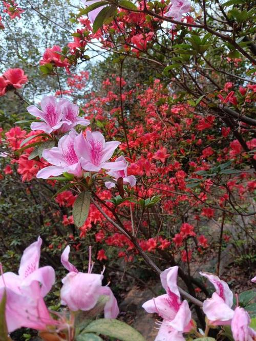 宜春适合养什么花，市花和市树是什么，宜春适合种植什么果树？-第6张图片-优品飞百科