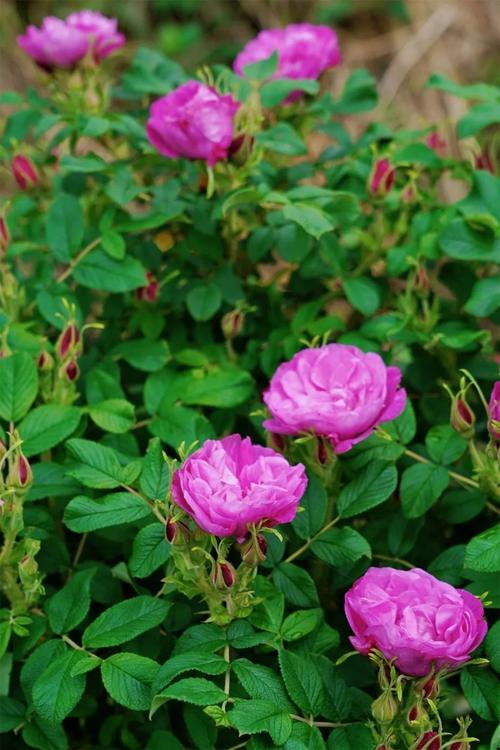 宜春适合养什么花，市花和市树是什么，宜春适合种植什么果树？-第7张图片-优品飞百科