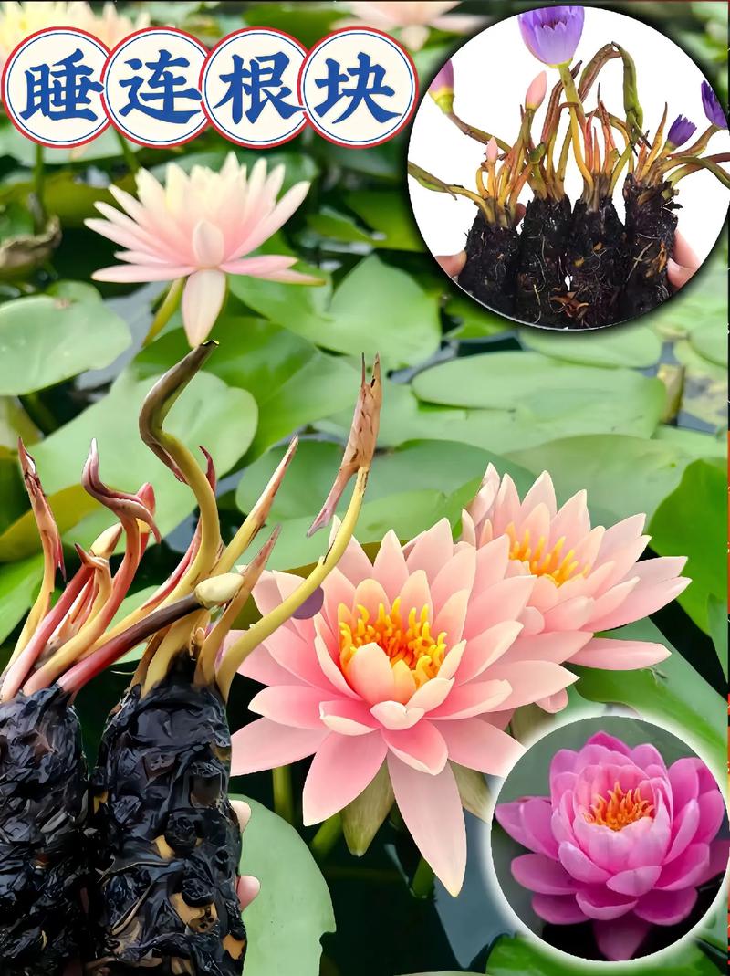 盆栽荷花繁殖方法，荷花开花时间，荷花盆栽苗-第1张图片-优品飞百科