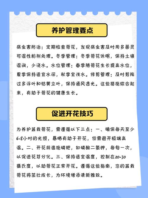 盆栽荷花繁殖方法，荷花开花时间，荷花盆栽苗-第3张图片-优品飞百科
