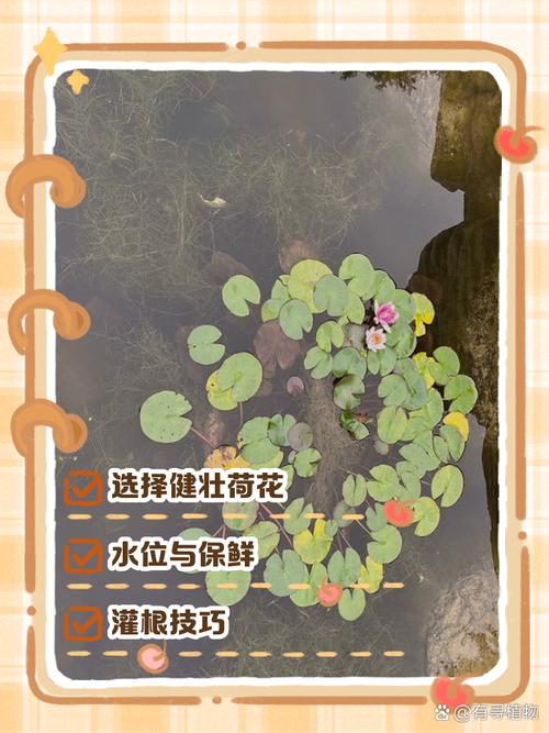 盆栽荷花繁殖方法，荷花开花时间，荷花盆栽苗-第4张图片-优品飞百科