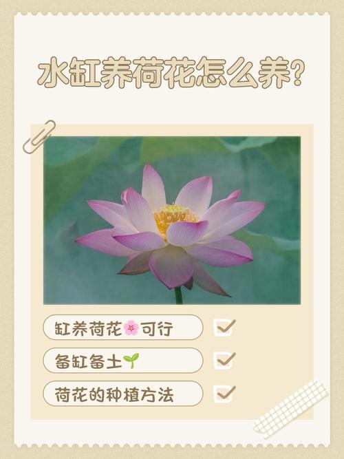 盆栽荷花繁殖方法，荷花开花时间，荷花盆栽苗-第5张图片-优品飞百科