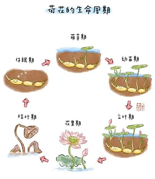 盆栽荷花繁殖方法，荷花开花时间，荷花盆栽苗-第6张图片-优品飞百科