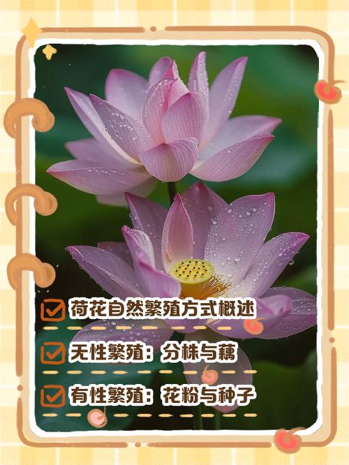 盆栽荷花繁殖方法，荷花开花时间，荷花盆栽苗-第7张图片-优品飞百科