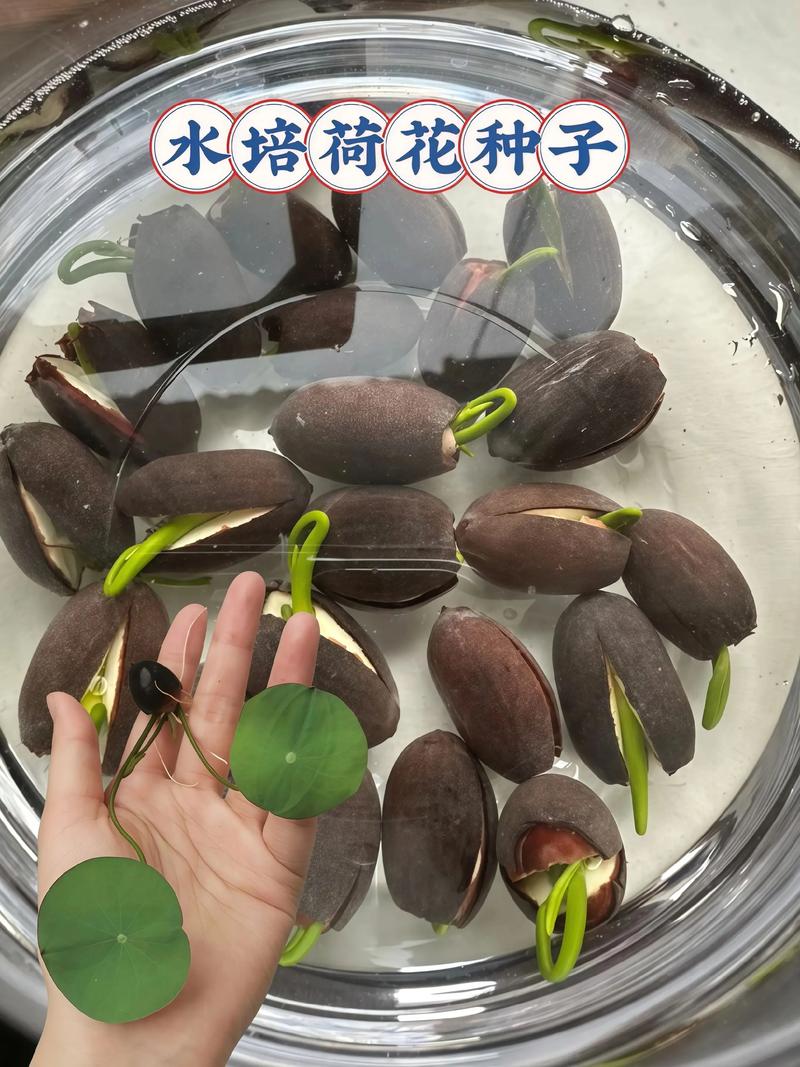 盆栽荷花繁殖方法，荷花开花时间，荷花盆栽苗-第8张图片-优品飞百科