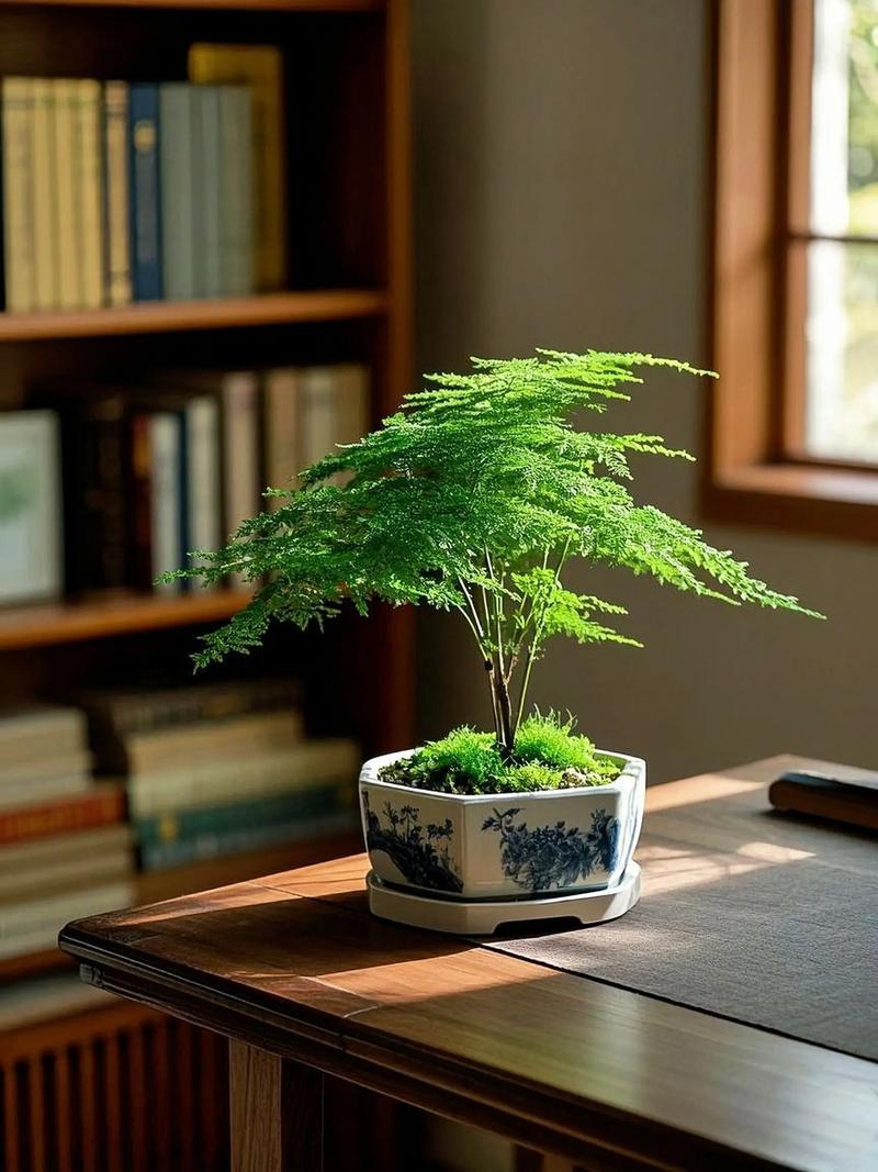 文竹放在卧室好吗，文竹放卧室风水禁忌