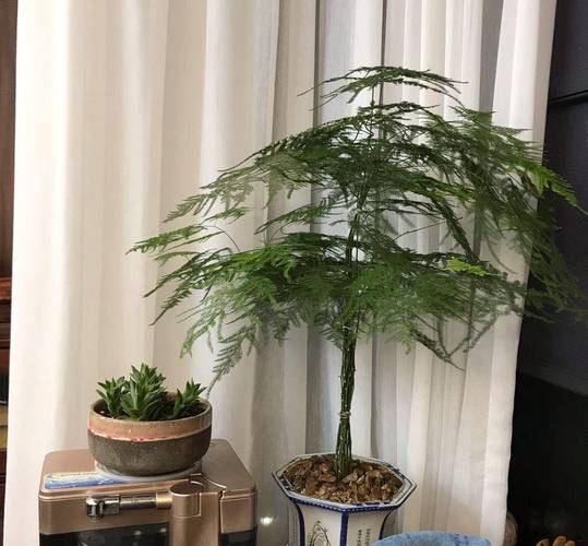 文竹放在卧室好吗，文竹放卧室风水禁忌-第2张图片-优品飞百科