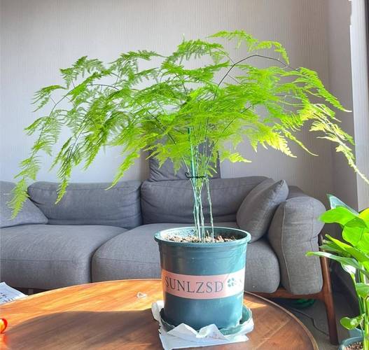 文竹放在卧室好吗，文竹放卧室风水禁忌-第4张图片-优品飞百科